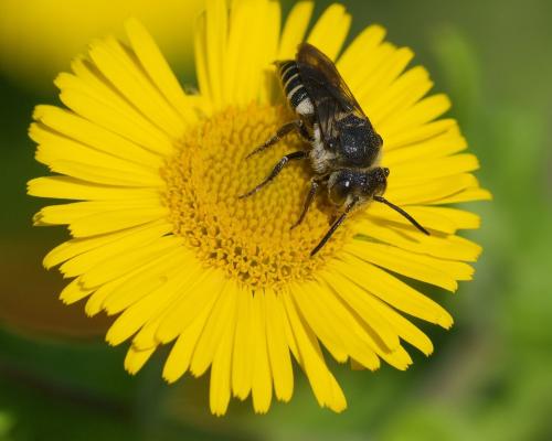 Coelioxys sp.